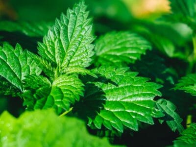 A Catnip vs Mint: What’s the Difference?