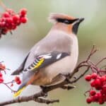Cedar Waxwing