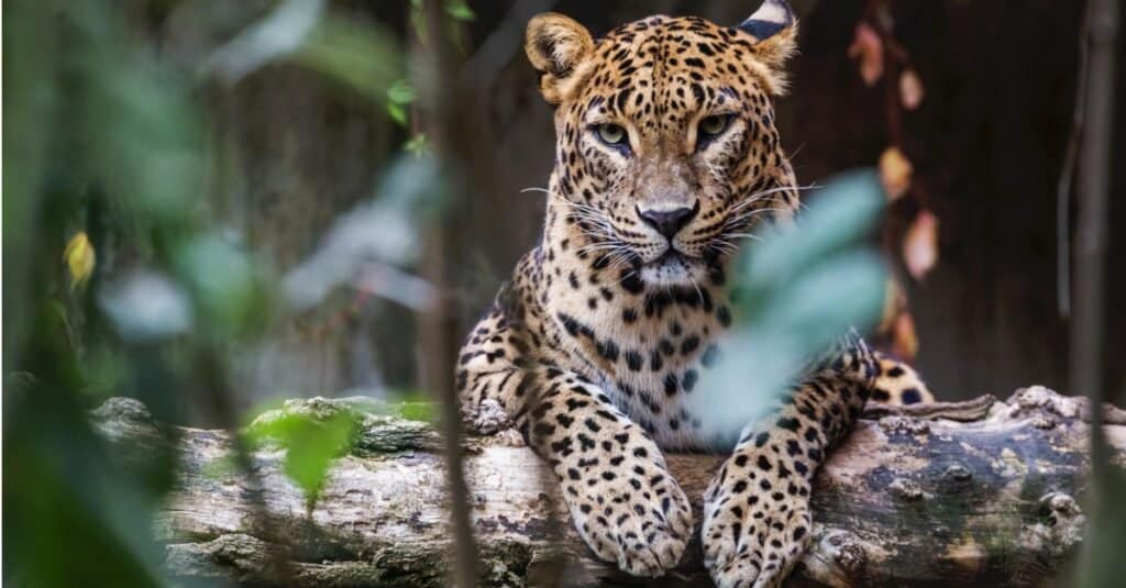 What Do Leopards Eat? - A-Z Animals