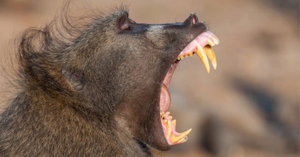 baboon screaming