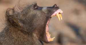 Watch This Agile Baboon Ward off a Group of Feisty Mongooses Picture