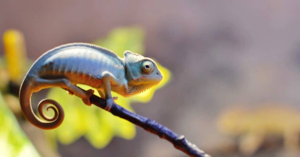 baby chameleon closeup