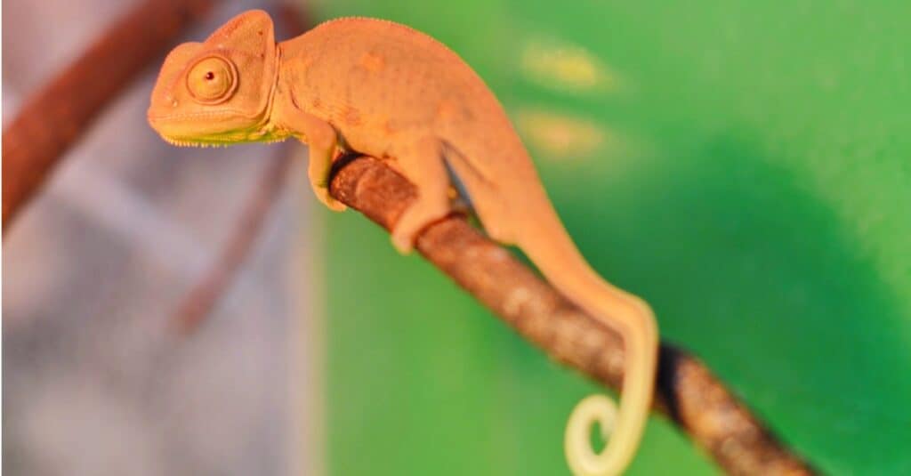 baby chameleon on a branch