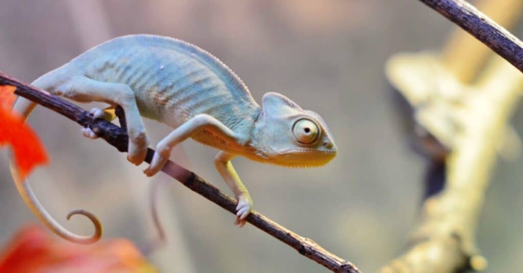 baby chameleon portrait