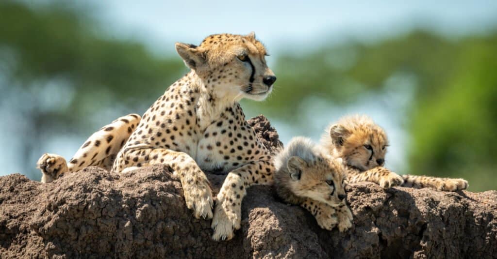 cheetah mom and cubs laying on a rock