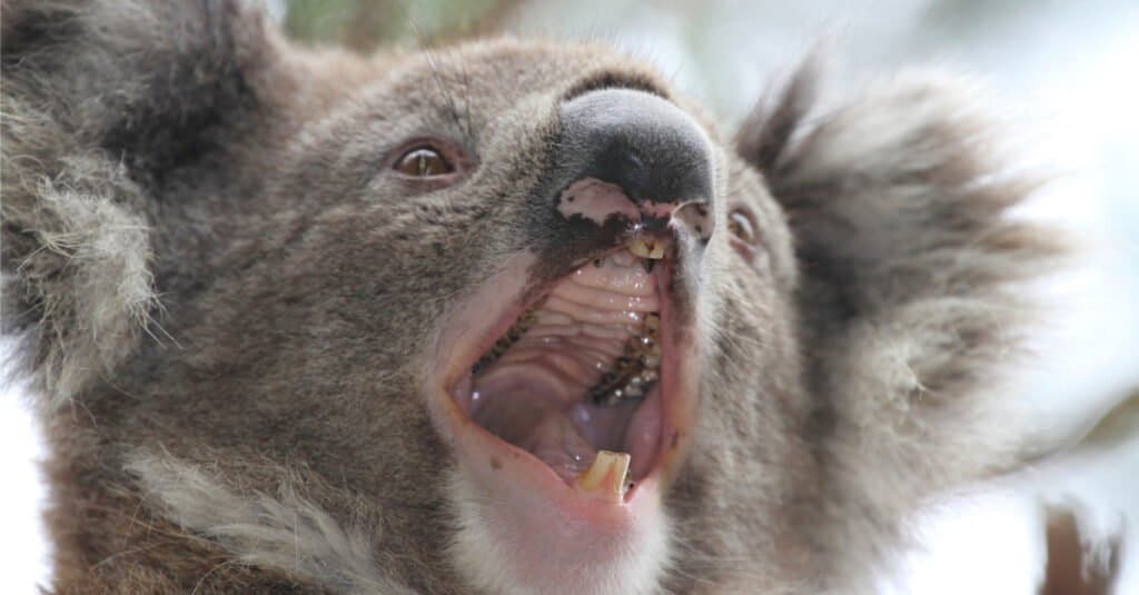 Koala Teeth- Koala Yawning