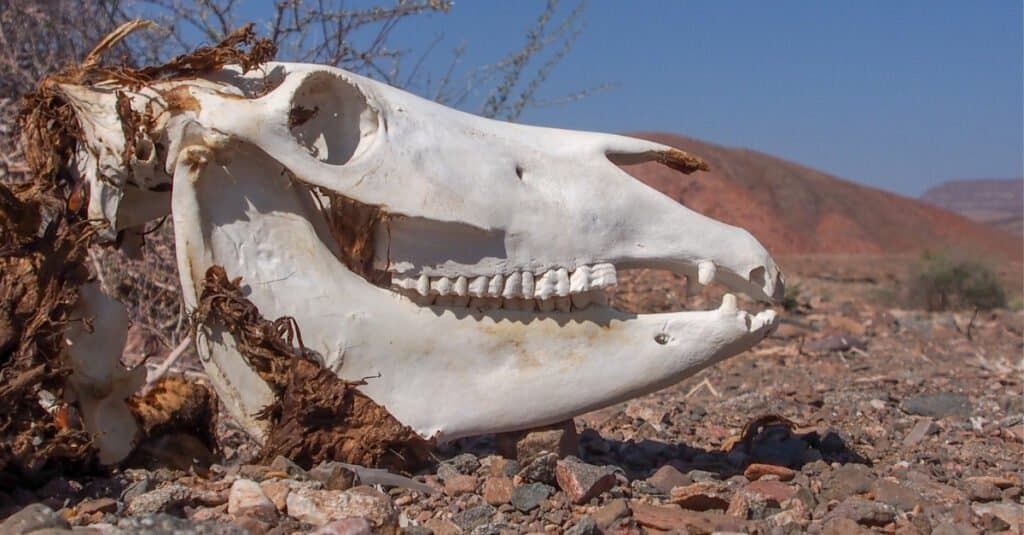 Giraffe Teeth-Giraffe Skull