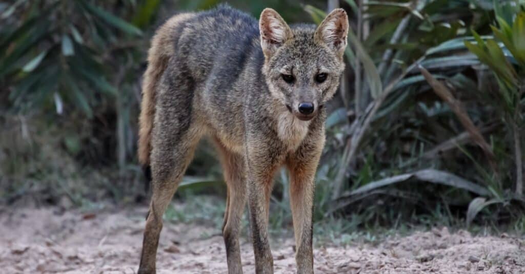 Cougars will hunt and eat a skunk if they are hungry.