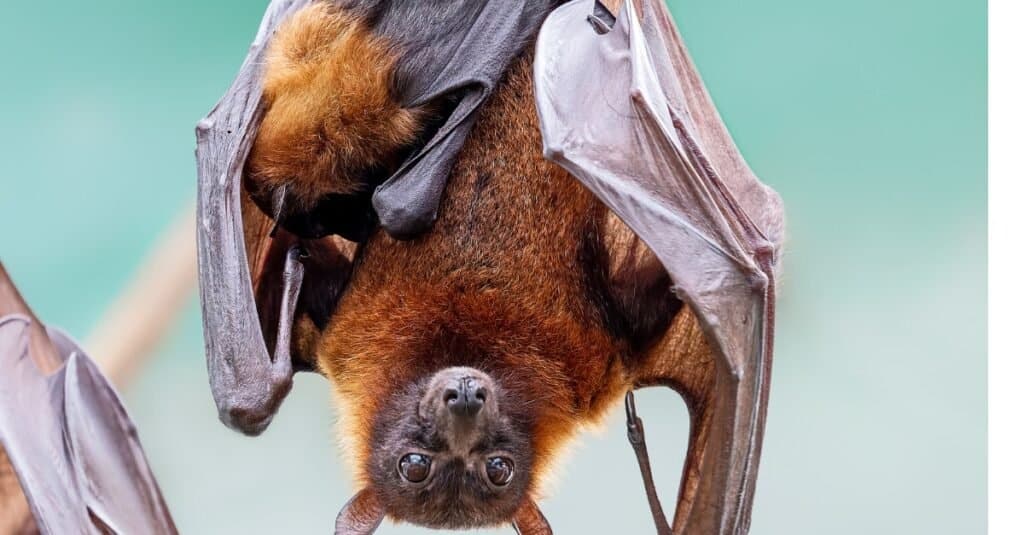 baby bat and mother