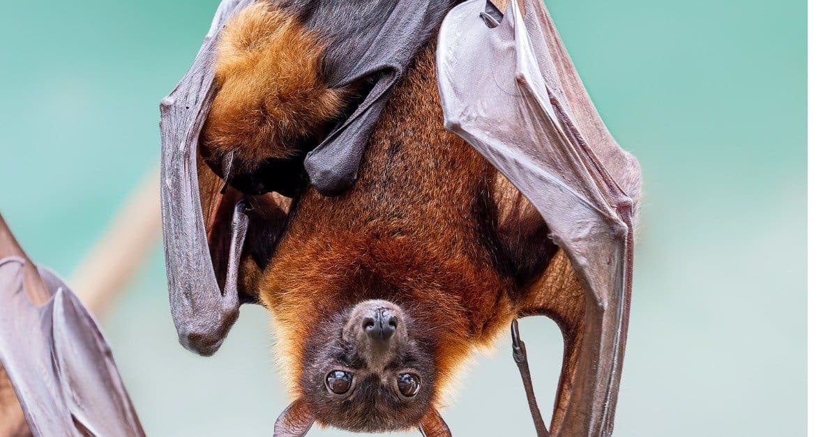 Baby Bat: 5 Pictures & 5 Facts - A-Z Animals