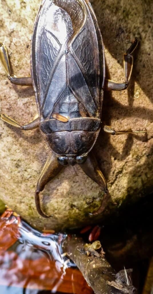 What Does a Water Bug Eat?