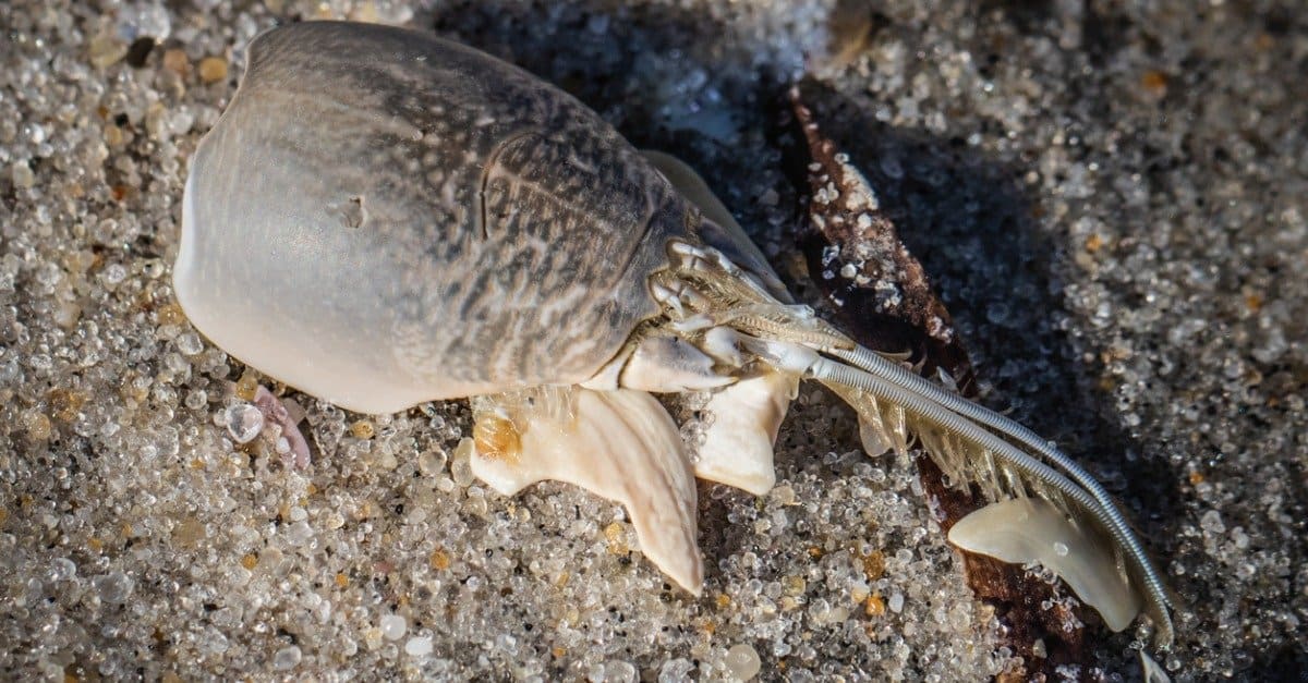 What Do Sand Crabs Eat? 9 Foods That May Surprise You - A-Z Animals