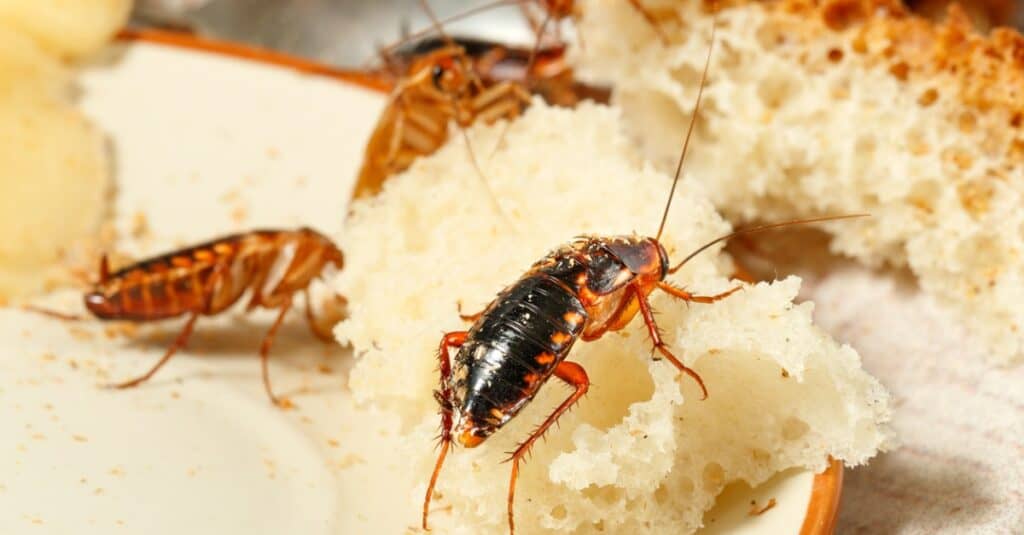 baby cockroach closeup