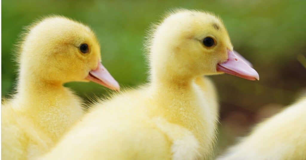pair of baby ducks