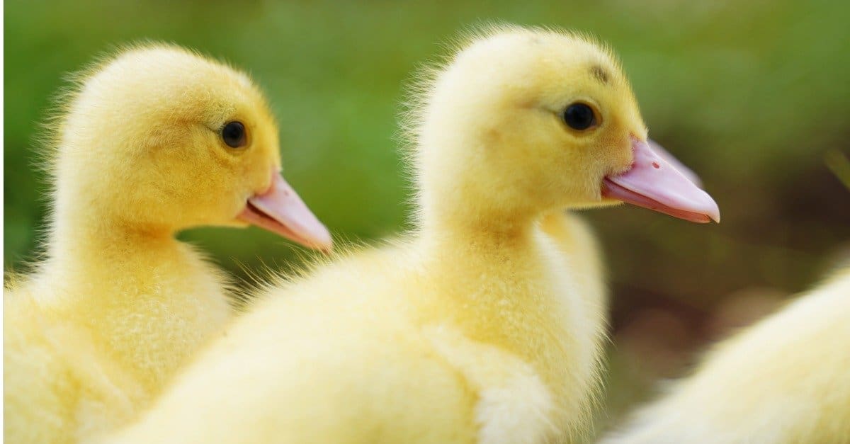 Baby Duck: 5 Incredible Facts & 5 Pictures! - A-Z Animals