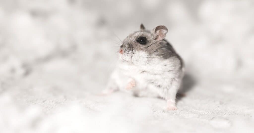 baby hamster closeup