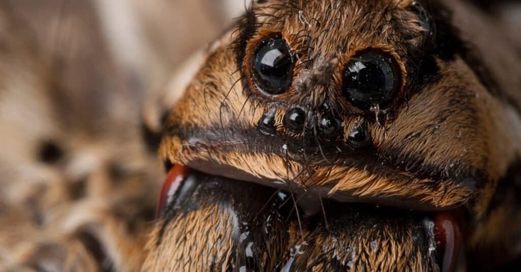 What Do Wolf Spiders Eat?