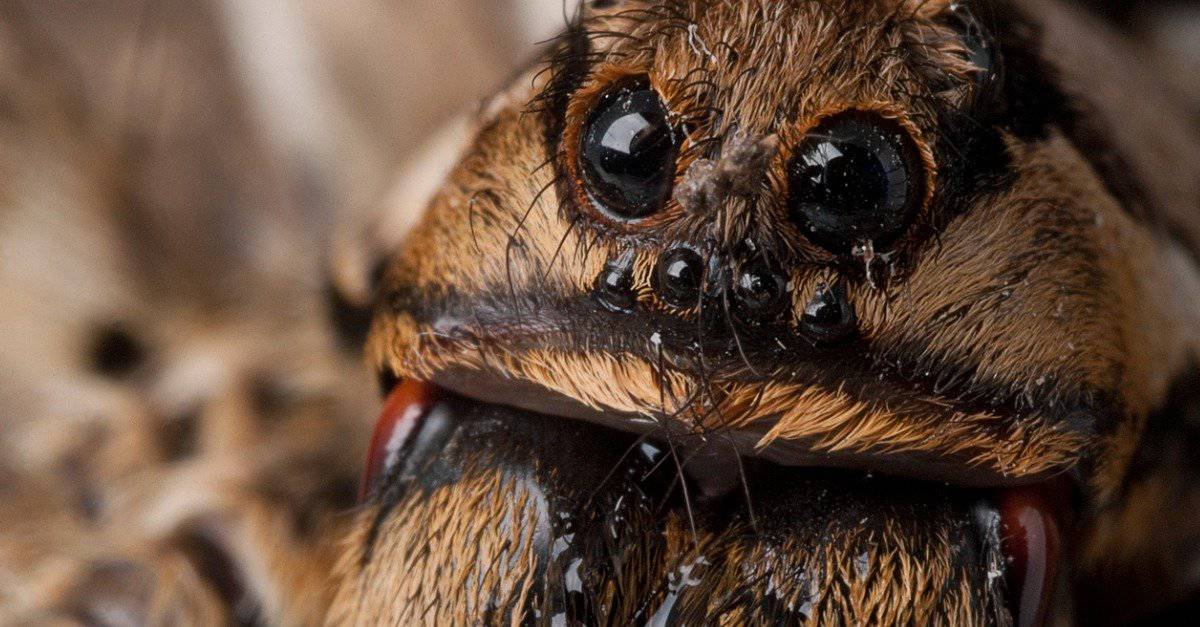 The Amazing Spiders of North Carolina, Homegrown