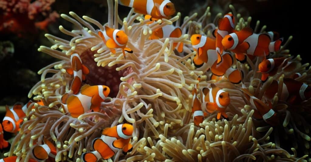 clown fish swimming in coral reef