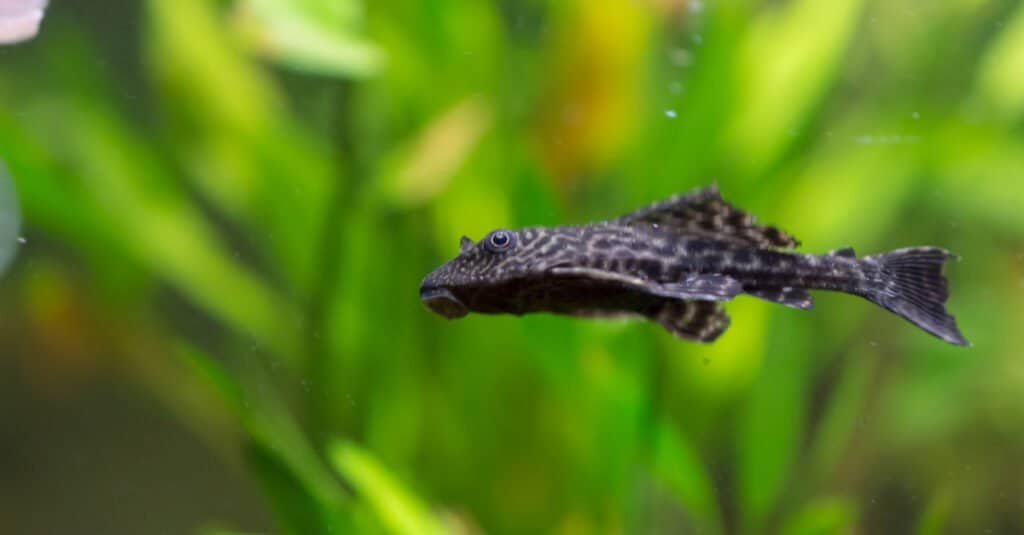 Clown plecos are passive fish that usually don't attract a betta's attention.