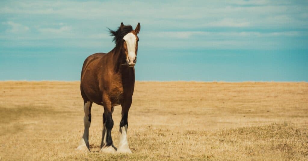 clydesdale horses running