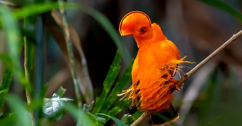 10 Lovely Orange Animals - AZ Animals