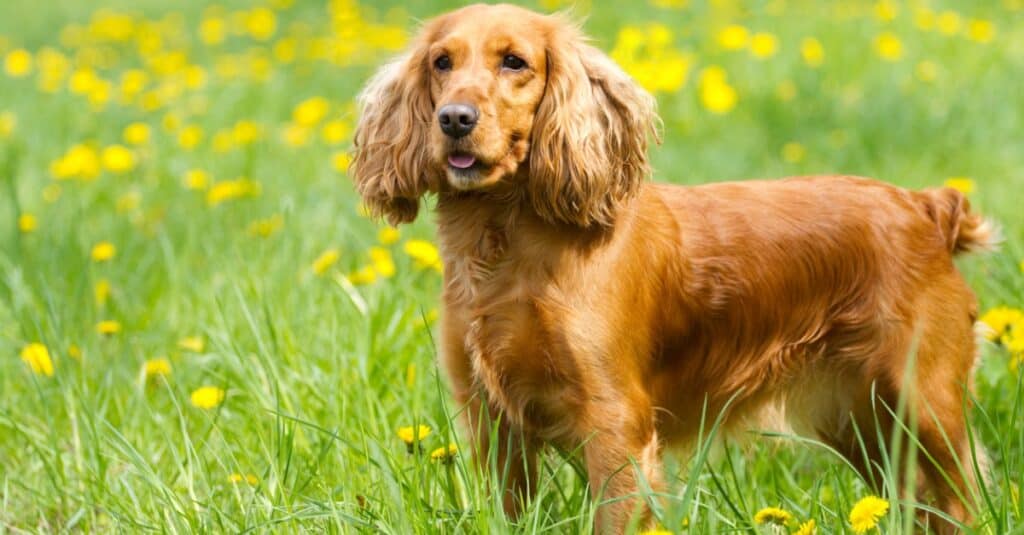 cocker spaniel standing in grass