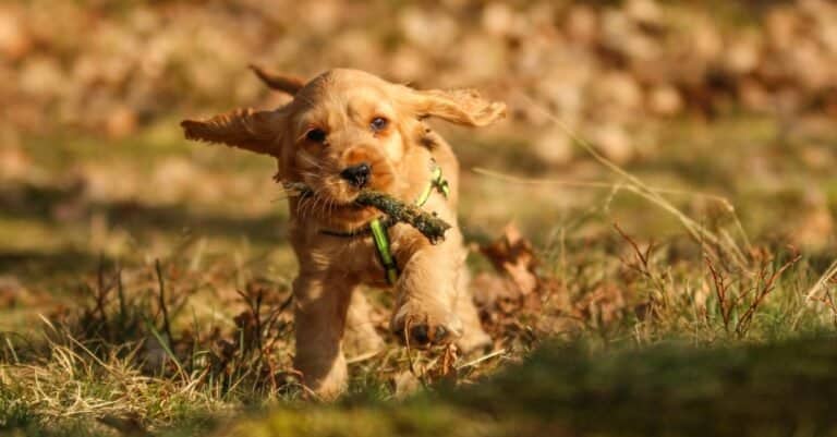 cocker spaniel puppy running with stick in mouth
