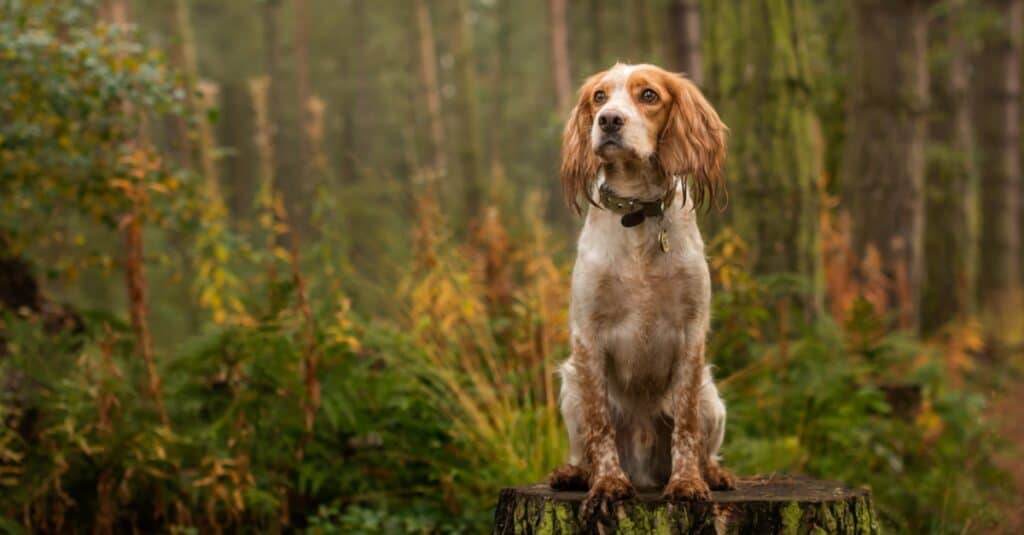 cocker spaniel sitting in woods with wet ears