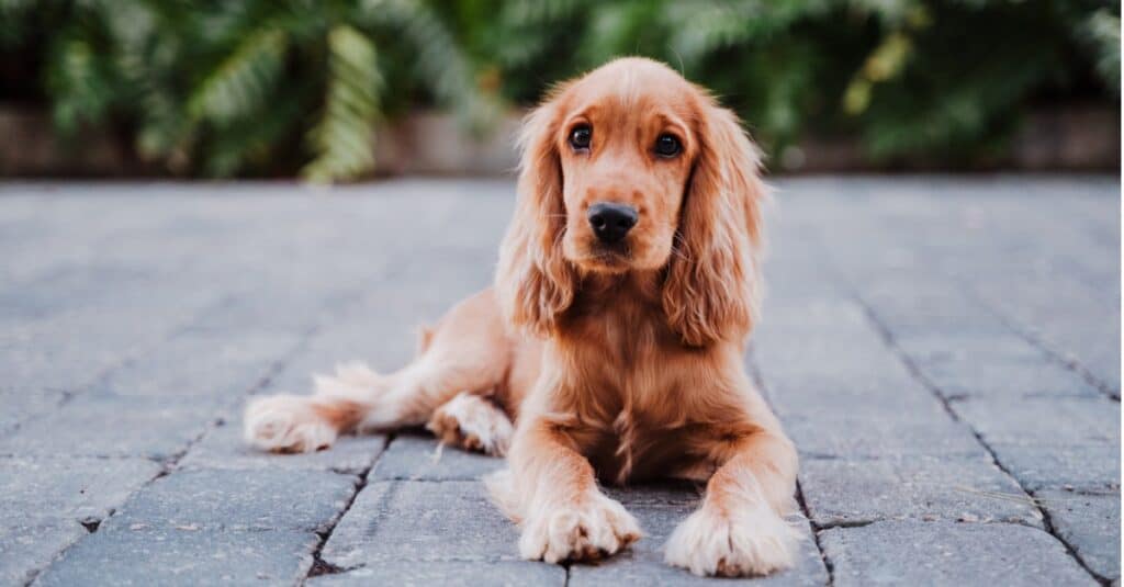 cocker spaniel laying on pavers