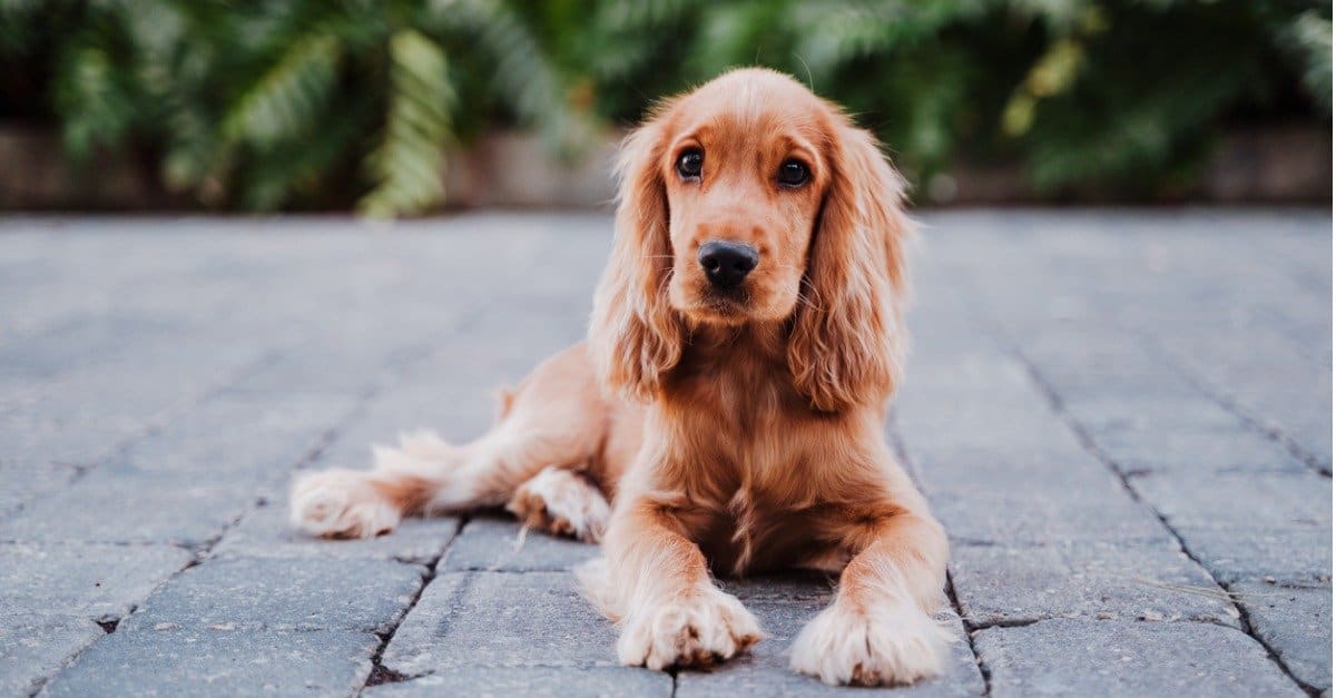 Kwalificatie reguleren Italiaans Cocker Spaniel Dog Breed Complete Guide - AZ Animals