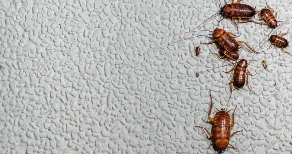 baby cockroach family