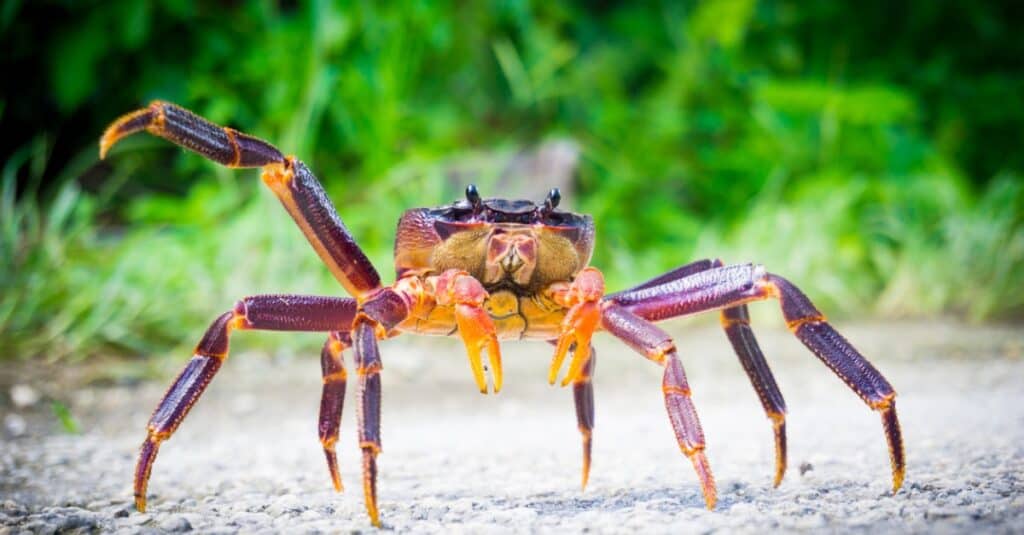 coconut crab walking in road