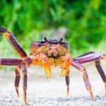 Coconut crab
