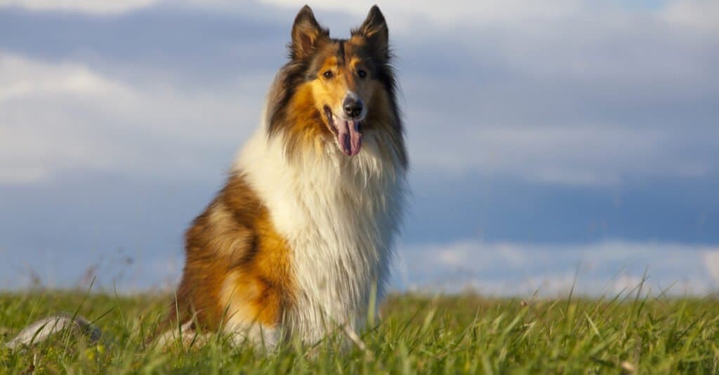 Rough collie dog sitting in an open field