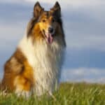 Collie dogs are champion herding dogs.