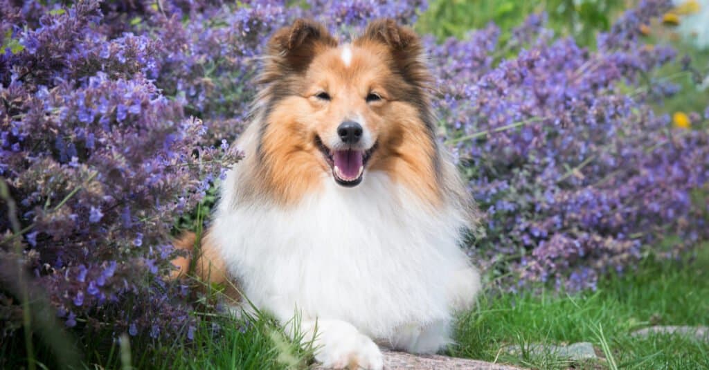 collie dog laying in front of purple flowers