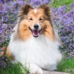 collie dog laying in front of purple flowers