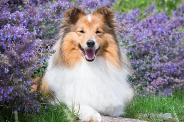 collie dog laying in front of purple flowers