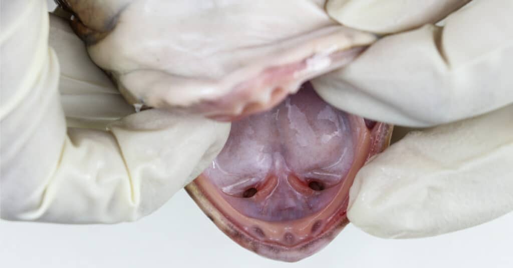 Frog Teeth - Anatomy of Frog