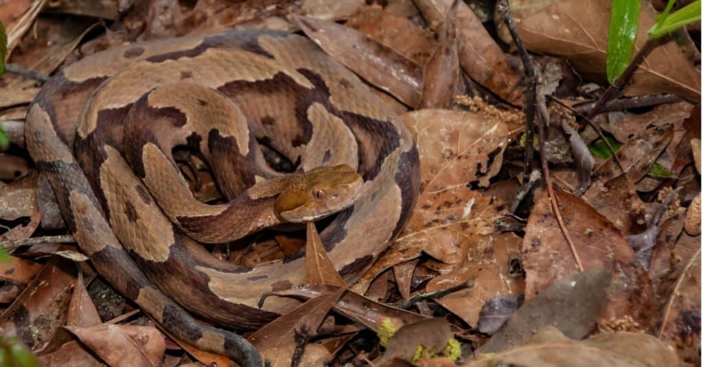 Copperheads in North Carolina: Where They Live and How Often They Bite