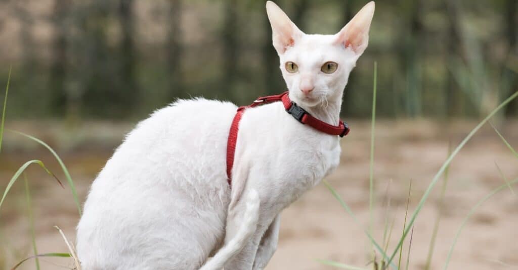 cornish rex with harness on