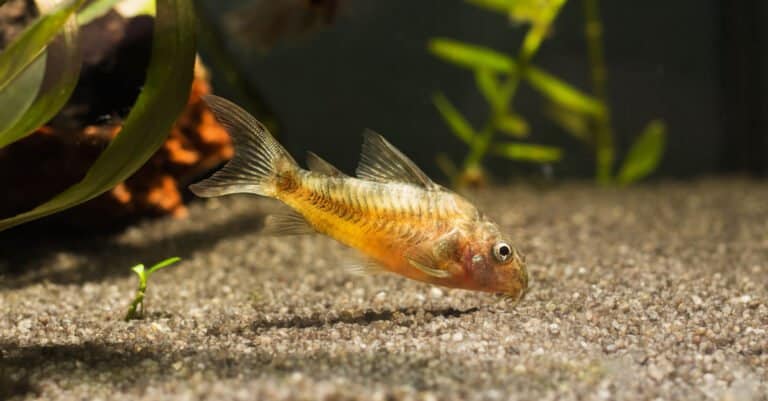 cory catfish swimming in aquarium