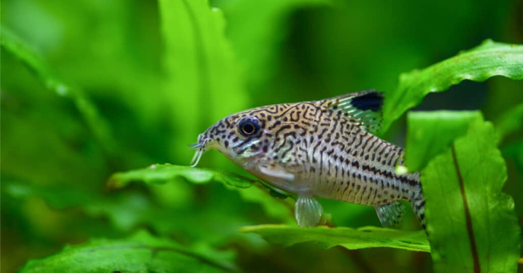 A cory catfish. 