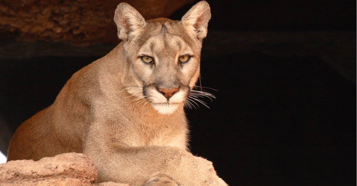 cougar laying on rock