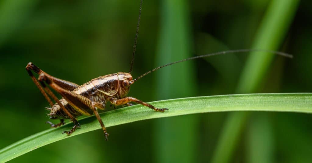 cricket on blade of grass