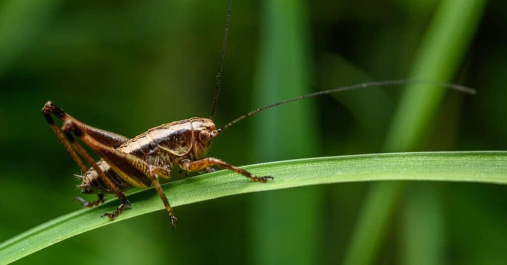 Cricket Lifespan How Long Do Crickets Live? AZ Animals