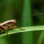 The most distinctive feature of a cricket is its long legs.