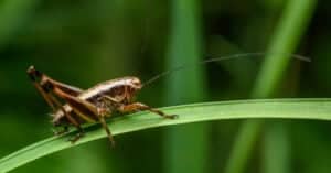 What Do Crickets Eat? Picture