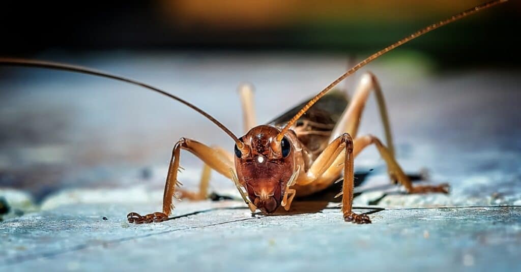 head on shot of cricket